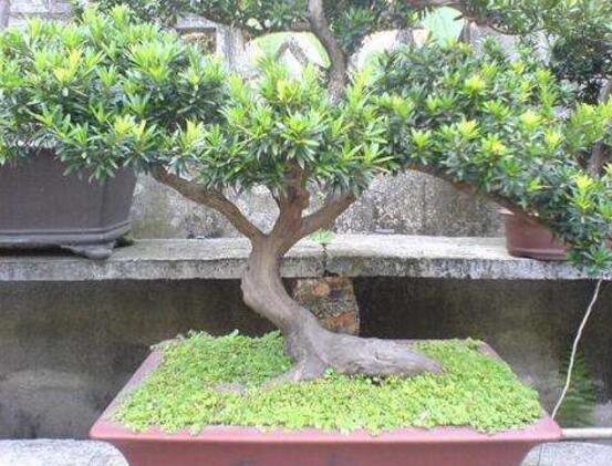 羅漢松有毒嗎，羅漢松可以在臥室養(yǎng)嗎