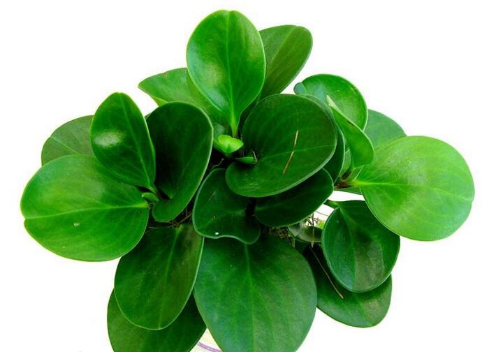 碧玉花的功效與作用，凈化空氣美化居室