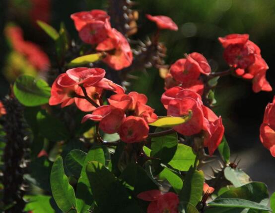 虎刺梅病蟲害及防治，根腐病與介殼蟲最為常見