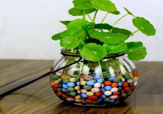 銅錢草水培怎么固定根，，擇一些小花石置于水瓶底部(美觀固定)