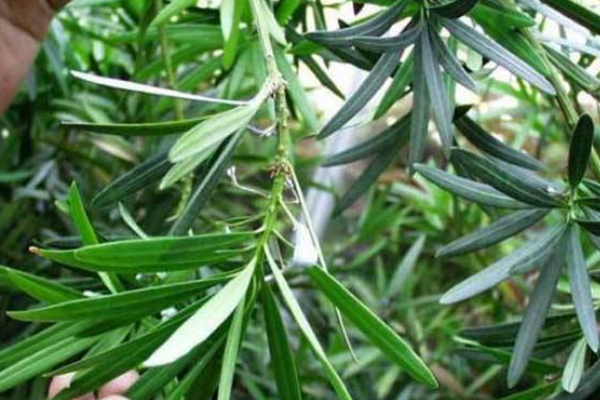 十大羅漢松品種，羅漢松常見品種介紹