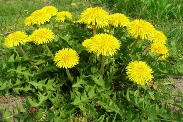 蒲公英采摘季節(jié)，春季食用秋季藥用