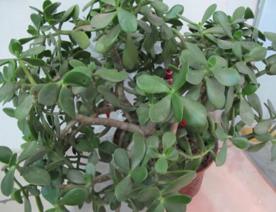 玉樹燕子掌怎么區(qū)分，主要從葉和花序上辨別