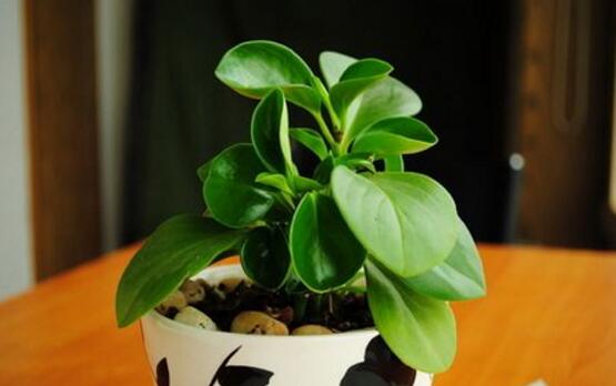 碧玉花怎么修剪，五個基本步驟修剪更加美觀