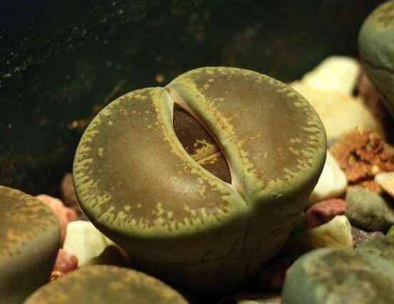 生石花夏天發(fā)皺，保持散射光環(huán)境/盆土疏松透氣