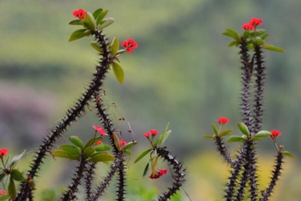 虎刺梅適合放家里養(yǎng)嗎，不建議放在家中（有毒且致癌）