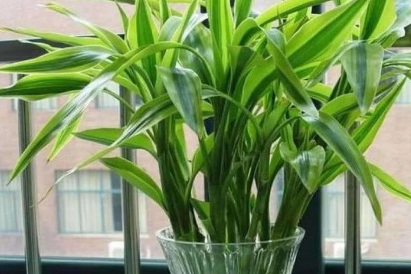 富貴竹能放在臥室里養(yǎng)嗎有沒(méi)有危害