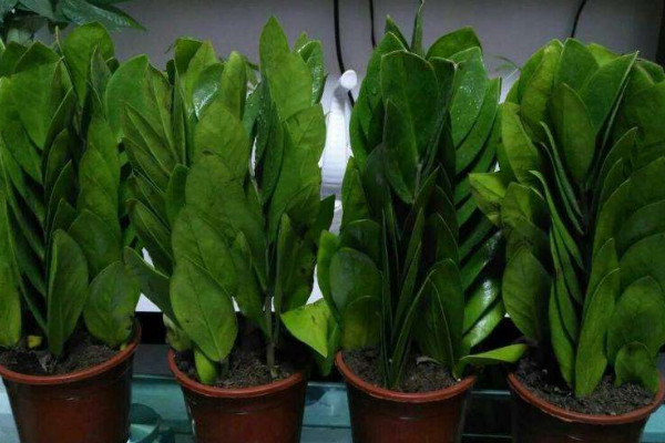 金錢樹水培轉(zhuǎn)土怎么弄