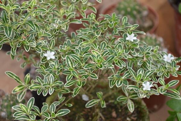 六月雪盆景造型圖解，造型固然重要剪后養(yǎng)護(hù)也不可忽視