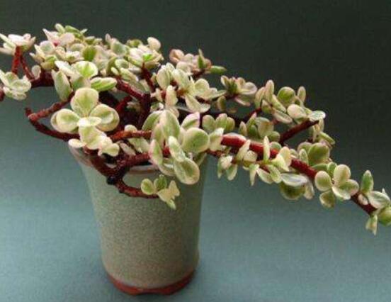 雅樂(lè)之舞水培怎么養(yǎng)，勤換水、保持合適溫度光照/前期養(yǎng)護(hù)