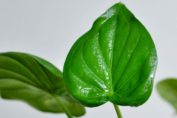 滴水觀音葉子有白點(diǎn)