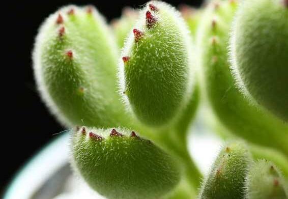 熊童子的花語(yǔ)和傳說(shuō)，玲瓏優(yōu)雅和綠色山珍美好寓意