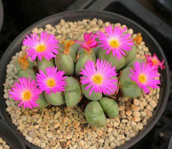 生石花用什么盆好，陶盆、泥瓦盆、紫砂盆任選其一(深盆)