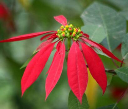 一品紅的寓意，象征冬日中的暖陽