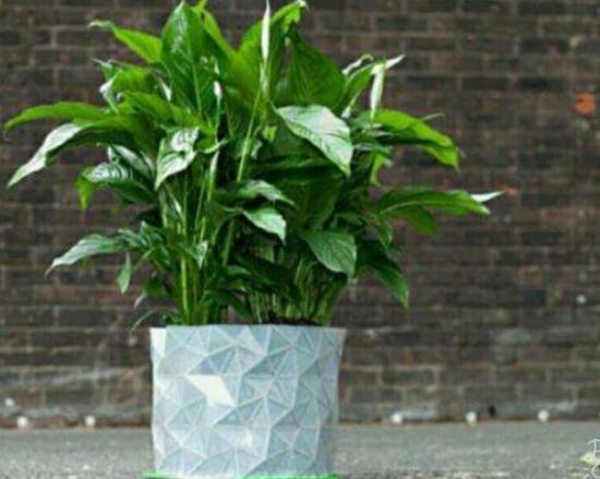 平安樹爛根怎么辦，平安樹爛根處理方法