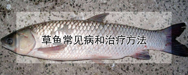 草魚常見(jiàn)病和治療方法