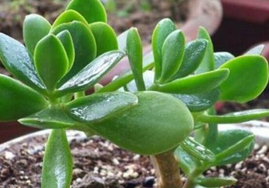 燕子掌炭疽病怎么辦，及時(shí)摘除病葉、噴灑藥物(合適溫度光照)