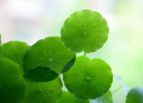 銅錢草的禁忌擺放位置，只要注意這四大位置便可