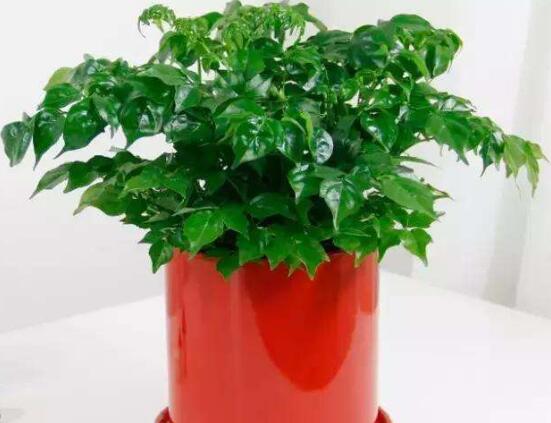 幸福樹放在哪里好風(fēng)水，盤點最佳四個好風(fēng)水位置(客廳/臥室/書房/陽臺)