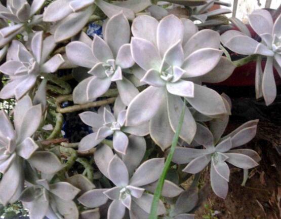 寶石花應(yīng)該怎么養(yǎng)，只要全面掌握五個(gè)要點(diǎn)生長(zhǎng)無(wú)憂(yōu)