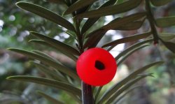 紅豆杉爛根怎么辦，澆水過多是爛根主要原因之一