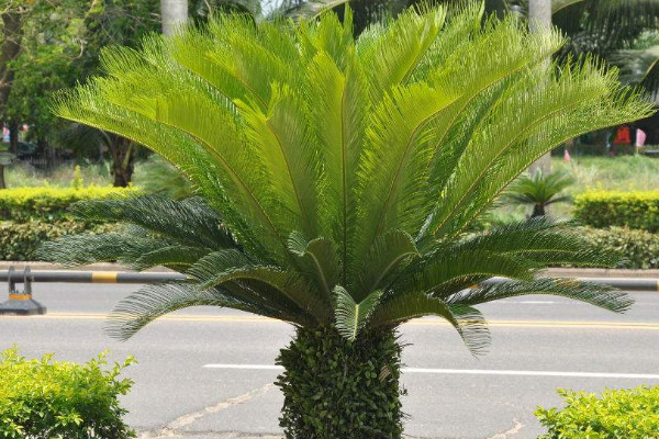 鐵樹(shù)怕凍嗎