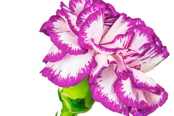 康乃馨種子的養(yǎng)殖方法和注意事項(xiàng)