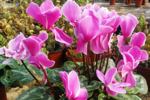 仙客來(lái)一般養(yǎng)幾年