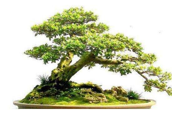 六月雪造型方法，蓄木截干法/剪扎結(jié)合法(美觀)