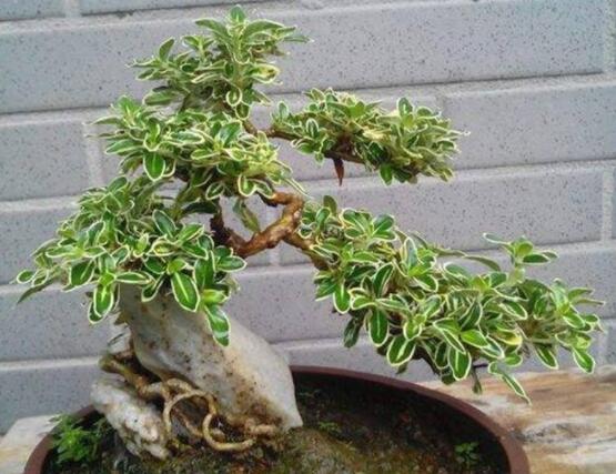 六月雪不發(fā)芽怎么辦，教你三種最直觀解決辦法