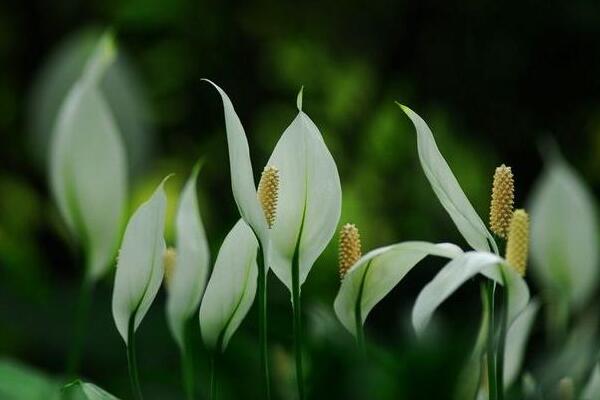 一帆風順如何分盆，簡單的三步