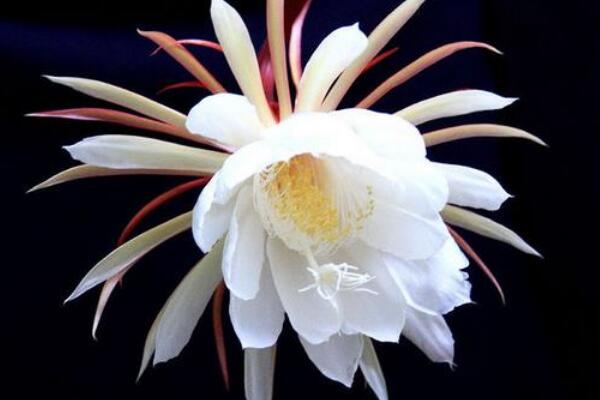 曇花花苞為什么會掉