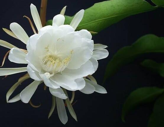 曇花怎么施肥，腐熟的有機肥為主/陰天施肥最佳