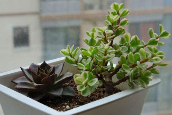 雅樂之舞幾月扦插，春季3-4月、秋季9-10月