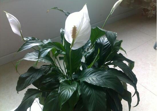 一帆風(fēng)順澆什么水好，澆淘米水、池塘水使枝葉青翠碧綠