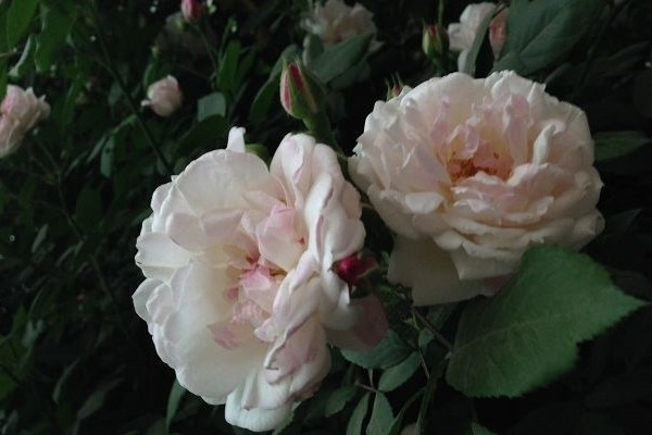 薔薇花什么時(shí)候開(kāi)花