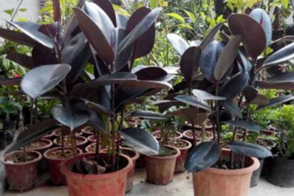 獨(dú)根橡皮樹怎么繁殖