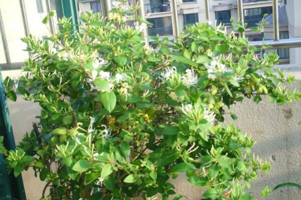 金銀花樹苗的種植方法，種后養(yǎng)護(hù)非常關(guān)鍵