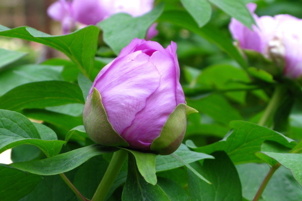 盆栽牡丹花的養(yǎng)殖方法和注意事項