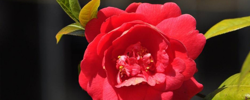 茶花怕太陽(yáng)曬嗎