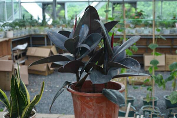 橡皮樹長太高怎么辦，及時(shí)的移動(dòng)并修剪