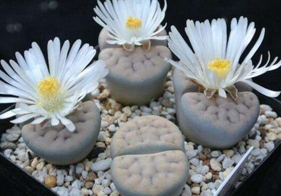 生石花怎么養(yǎng)護，做好五點生長美觀茂盛