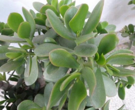 燕子掌怎么養(yǎng)長(zhǎng)得更快，做好五個(gè)要點(diǎn)盆盆爆滿(mǎn)