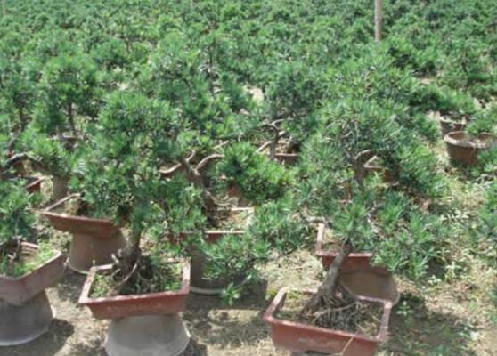 羅漢松葉子發(fā)黃怎么辦，羅漢松葉子發(fā)黃解決辦法