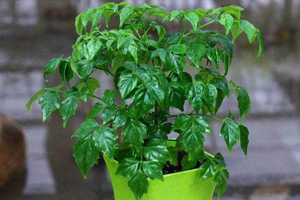 幸福樹幾天澆一次水好，春秋每隔5~7天澆灌一次