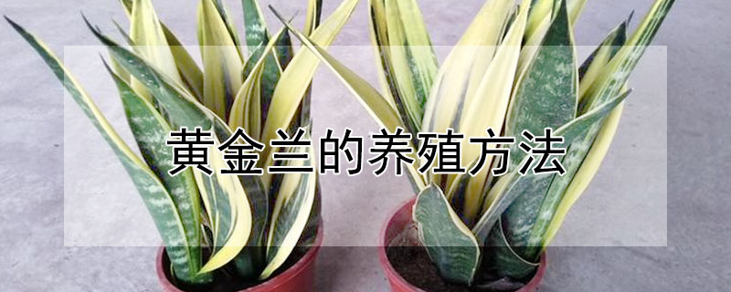 黃金蘭的養(yǎng)殖方法