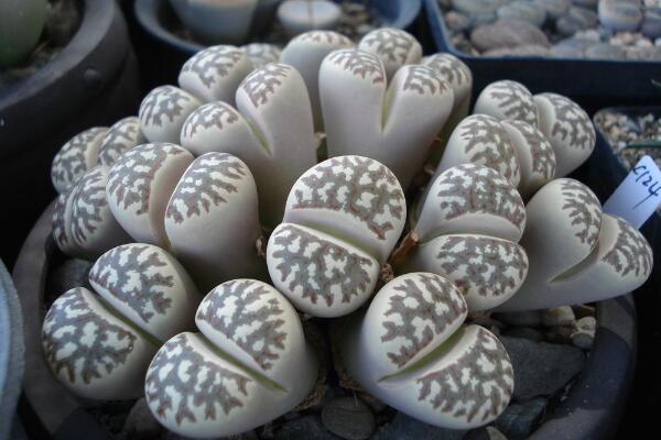 生石花多久澆一次水，不同季節(jié)不同澆水方法