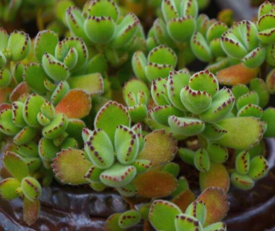 熊童子有毒嗎，無(wú)毒/驅(qū)除蚊蟲(chóng)、美化環(huán)境