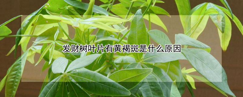 發(fā)財(cái)樹葉片有黃褐斑是什么原因