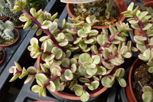 雅樂之舞好養(yǎng)嗎，掌握以下技巧可以讓植株迅速爆盆